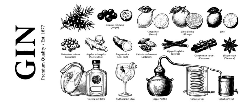Engraved vector illustration set showcasing gin ingredients, tools, and traditional methods of production