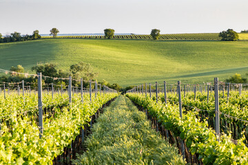 Obraz premium vineyard in early summer in Czech Moravia