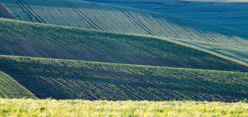 Obraz premium rolling green fields in early summer in Czech Moravia