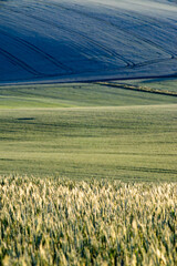 Obraz premium rolling green fields in early summer in Czech Moravia