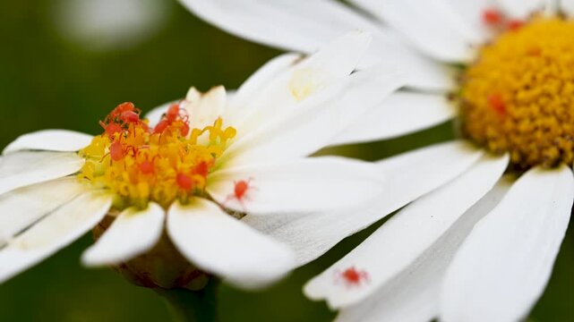 Macro footage of red spider mites on Bidens alba flower in Tenerife