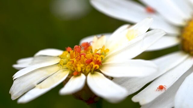 Red spider mites feeding on Bidens alba flower in Tenerife, Canary Islands