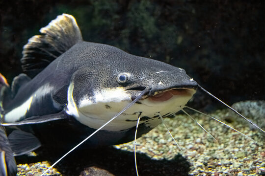 Redtail Catfish in the water tank