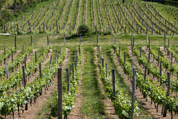 Fototapeta premium vineyard in early summer in Czech Moravia