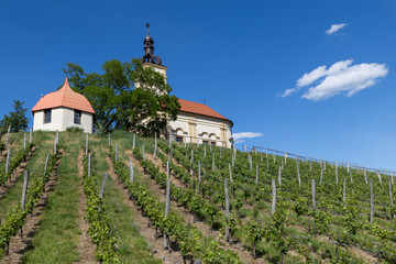 Fototapeta premium church in middle of a vineyard in Moravia