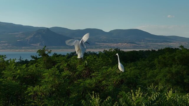 Against the backdrop of Lake Burdur and the mountain scenery, little egrets (Egretta garzetta) take flight from among the green trees and glide through the sky.