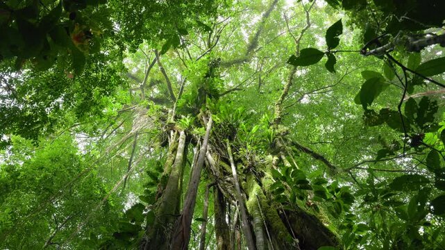 Looking up through dense tropical rainforest canopy in Costa Rica as towering moss-covered trees stretch toward diffused light.