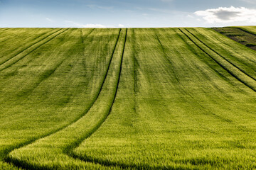 Obraz premium rolling green fields in early summer in Czech Moravia