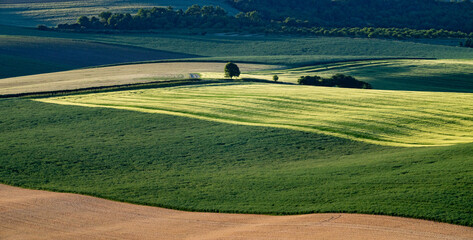 Obraz premium rolling green fields in early summer in Czech Moravia