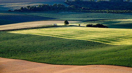 Obraz premium rolling green fields in early summer in Czech Moravia
