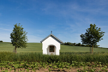 Fototapeta premium rolling green fields in early summer in Czech Moravia