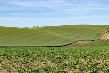 Obraz premium rolling green fields in early summer in Czech Moravia