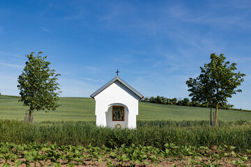 Fototapeta premium rolling green fields in early summer in Czech Moravia