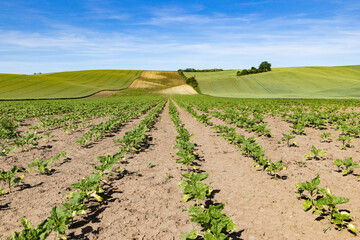 Obraz premium rolling green fields in early summer in Czech Moravia
