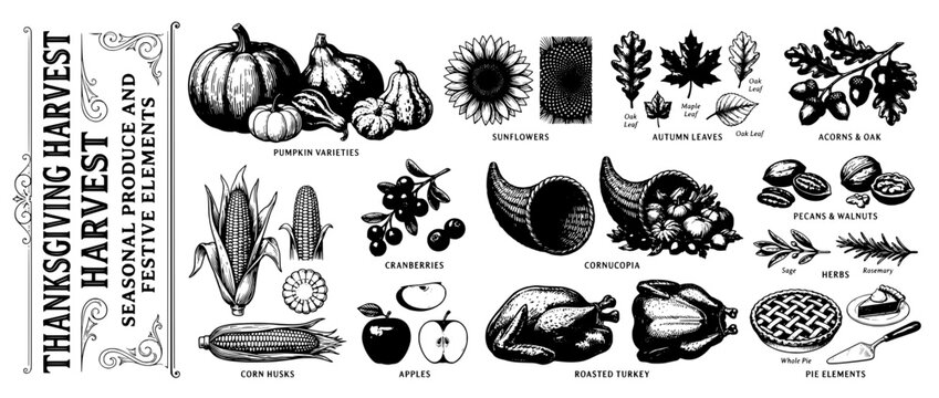 Engraved illustration set showcasing Thanksgiving harvest elements with pumpkins, cranberries, and autumn foliage in a rustic design