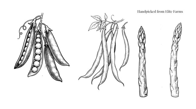 Unique engraved illustration set showcasing handpicked vegetables with a vintage flair for artistic inspiration and design
