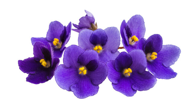 Isolated vibrant purple African violet flowers in a beautiful blooming floral cluster bouquet