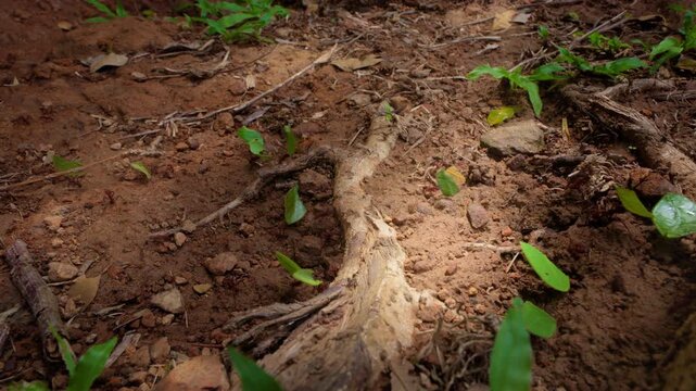 Leafcutter ants carrying bright green leaf fragments march steadily across dry reddish-brown tropical forest floor.