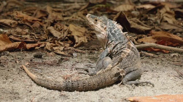 Black spiny-tailed iguana sits motionless on sandy ground surrounded by dry brown fallen leaves. The reptile displays detailed scales and distinctive dorsal spines in natural daylight.