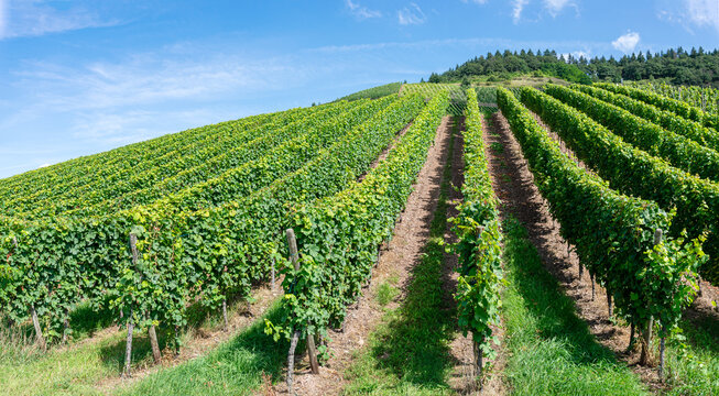 Low angle view with rows of vine in a vineyard against a blue summer sky, Trier, Mosell river valley Rhineland-Palattinate, Germany 