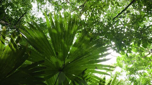 Costa Rica jungle scene with slow falling water drops from lush green palm fronds and tropical trees. Dense rainforest canopy filters soft light through vibrant foliage creating serene atmosphere.