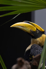 Profile Close-up of a Male Wreathed Hornbill © foreverhappy