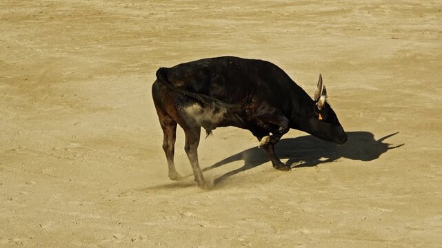 Angry Camargue bull scraping the sand with its hooves in the arena, intimidation display during a traditional bull run.