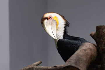 Profile Close-up of a Male Wreathed Hornbill © foreverhappy