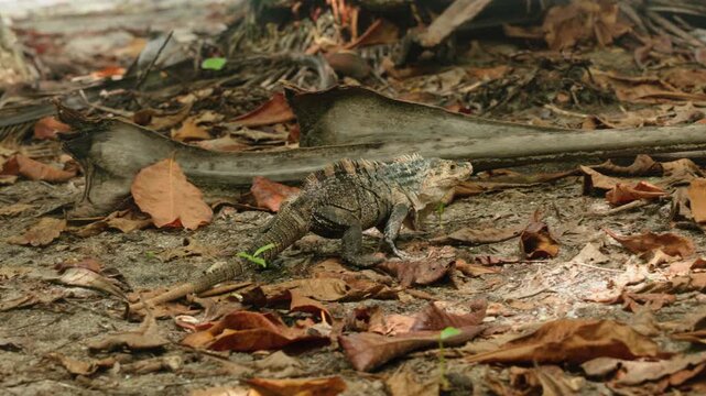 Black spiny-tailed iguana with distinctive dorsal spines walks slowly across a tropical forest floor littered with dried brown leaves and fallen palm fronds in natural daylight habitat setting.