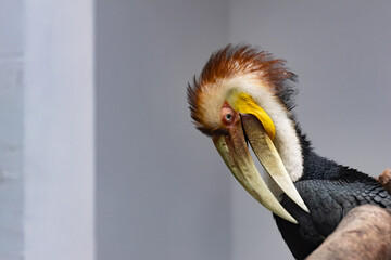 Profile Close-up of a Male Wreathed Hornbill © foreverhappy
