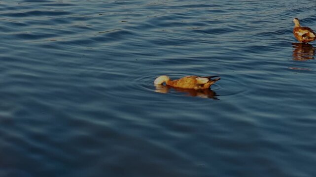 Ruddy shelducks (Tadorna ferruginea) gliding across the rippling, blue waters of Lake Burdur.