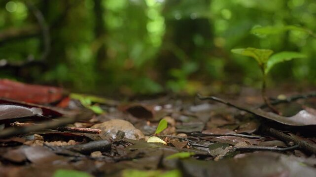 Ground-level macro shot captures tiny leafcutter ants transporting vibrant green leaf pieces across damp forest floor covered with decaying brown leaves, twigs.