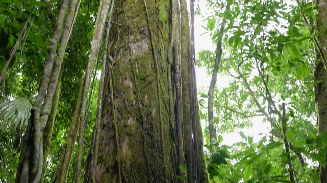 Young explorer in gray jacket climbs tangled roots of ancient rainforest giant. Camera tilts upward along moss-covered trunk wrapped in vines, revealing lush green canopy against overcast sky.