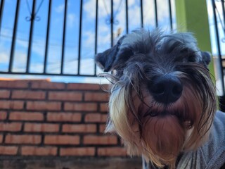 Miniature Schnauzer Profile Portrait Against Brick Wall with Natural Daylight and Urban Backyard Setting © NoblePix