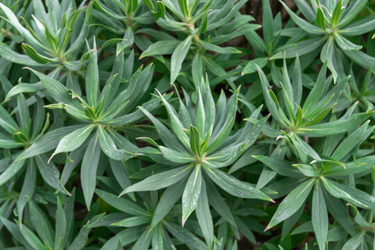 Lush green plant leaves texture creating a natural botanical background, Mediterranean spurge plant leaves forming a dense green pattern