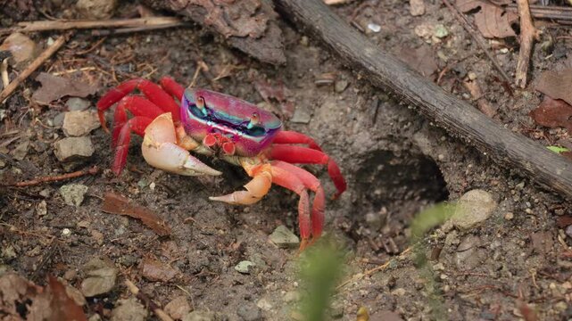 Vibrant tropical land crab featuring stunning iridescent purple and blue carapace with bright red legs stands near its burrow entrance on forest floor covered with fallen leaves and twigs.