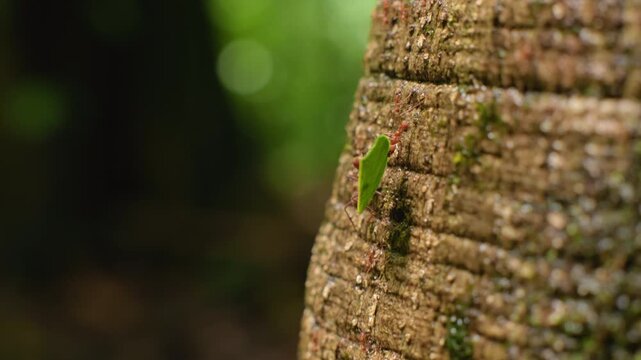 Leafcutter ants carry bright green leaf fragments down a textured moss-covered tree trunk in a tropical rainforest setting with soft bokeh green background and natural diffused lighting.