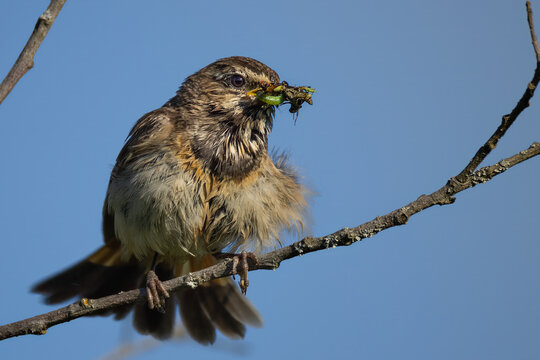 Female bluethroat perched on a branch with prey