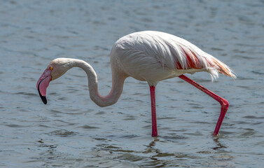 Greater flamingo (Phoenicopterus roseus) walking and searching for food in shallow wetland water. Side view showing its long curved neck, specialized bill and characteristic pink legs © Juan
