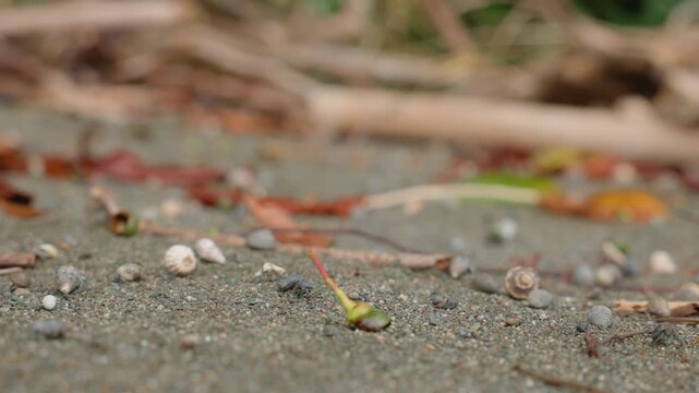 Close-up macro shot of sandy beach floor covered with tiny spiral seashells, dried autumn leaves, small pebbles and plant debris, with blurred driftwood and green foliage in the soft background.