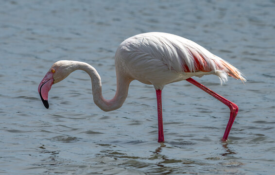 Greater flamingo (Phoenicopterus roseus) walking and searching for food in shallow wetland water. Side view showing its long curved neck, specialized bill and characteristic pink legs