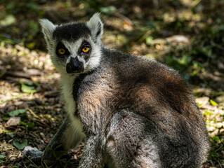 Obraz premium Ring-tailed lemur portrait with striking amber eyes