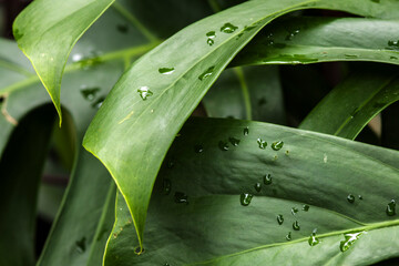 Detailed shot of a vibrant Philodendron bipinnatifidum leaf, commonly known as Guaimbê or Tree Philodendron, covered in fresh water droplets.  © AlfRibeiro