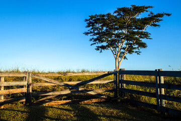 Obraz premium An authentic wooden farm gate stands in the foreground with a majestic silhouette of a tree against a clear blue sky during the golden hour. 