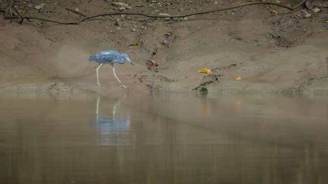 Grey heron bird walks through shallow murky water along sandy riverbank searching for prey. Wading bird with long legs and beak forages in calm pond with reflection visible on water surface.