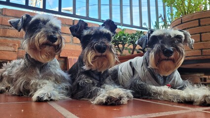 Side Profile Portrait of Three Miniature Schnauzer Dogs Resting on Patio Floor © NoblePix