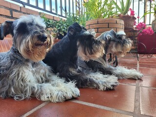 Side Profile Portrait of Three Miniature Schnauzer Dogs Resting on Patio Floor © NoblePix