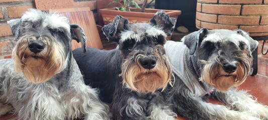 Side Profile Portrait of Three Miniature Schnauzer Dogs Resting on Patio Floor © NoblePix