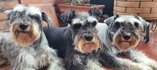 Side Profile Portrait of Three Miniature Schnauzer Dogs Resting on Patio Floor © NoblePix