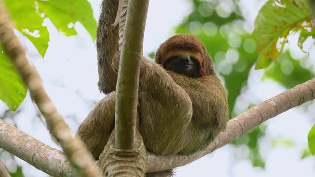 A three-toed sloth with distinctive reddish-brown fur rests peacefully on tree branches in a lush tropical rainforest. Green foliage frames the relaxed mammal against a bright overcast sky.